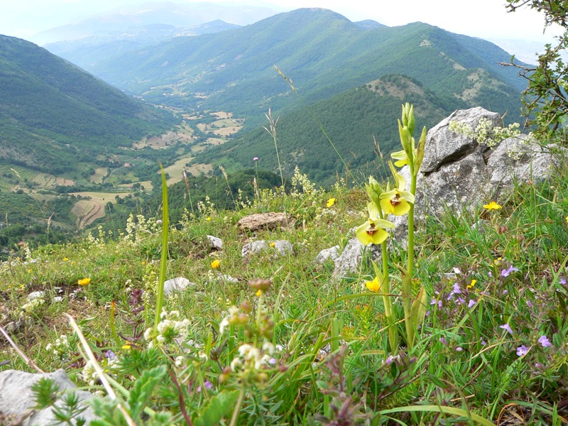 Ophrys lacaitae / Ofride di Lacaita